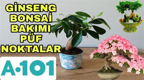 Bonsai çiçeğinin bakımı nasıl yapılır